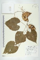 全緣括樓藏品圖，第1張