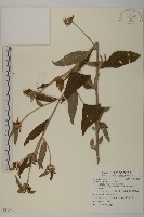 杓兒菜藏品圖，第1張