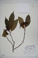 水紅木藏品圖，第1張