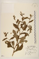 圓舌粘冠草藏品圖，第1張