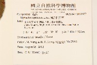 圓舌粘冠草藏品圖，第2張