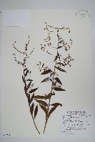 小花倒提壺藏品圖，第1張