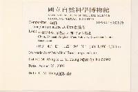 鼠麴草藏品圖，第2張