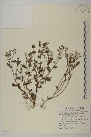 菊葉魚眼草藏品圖，第1張