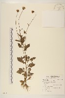 白仔菜藏品圖，第1張