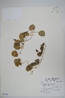 登錄號:S082944藏品圖，第1張