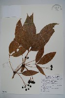 假吳茱萸葉五加藏品圖，第1張