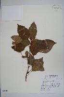 登錄號:S082968藏品圖，第1張