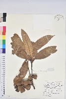 平頭石櫟藏品圖，第1張