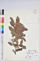 南燭藏品圖，第1張