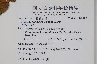 多脈水冬瓜藏品圖，第2張