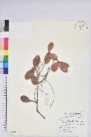 登錄號:S082977藏品圖，第1張