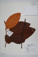 蛛毛水東哥藏品圖，第1張