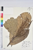 大葉栲藏品圖，第1張