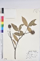 登錄號:S082988藏品圖，第1張