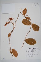 毛車藤藏品圖，第1張