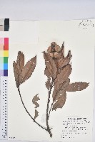 粉背石櫟藏品圖，第1張