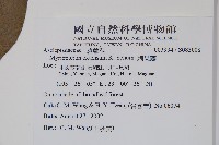 刺果藤藏品圖，第2張