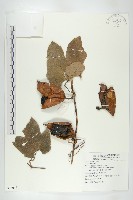 登錄號:S083017藏品圖，第1張