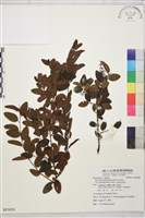 光枝勾兒茶藏品圖，第1張