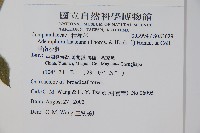 雲南沙參藏品圖，第2張