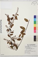 光枝勾兒茶藏品圖，第1張