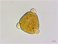 光枝勾兒茶藏品圖，第1張