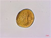 光枝勾兒茶藏品圖，第2張