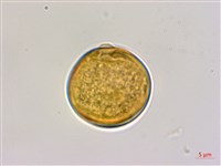 光枝勾兒茶藏品圖，第3張