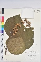 毛桐藏品圖，第1張