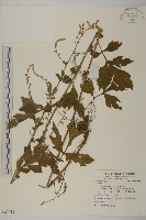 登錄號:S083058藏品圖，第1張