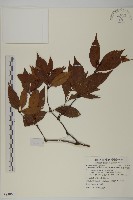 海南草珊瑚藏品圖，第1張