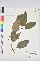 登錄號:S083075藏品圖，第1張