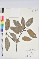 滇南青岡藏品圖，第1張