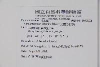 大花金錢豹藏品圖，第2張