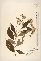 樹斑鳩菊藏品圖，第1張