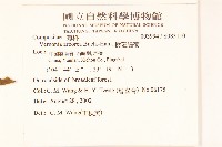 樹斑鳩菊藏品圖，第2張