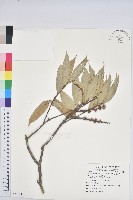 刺栲、鉤栗、火燒柯藏品圖，第1張