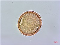 滇丁香藏品圖，第1張