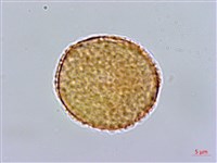 滇丁香藏品圖，第3張