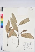 紅勾栲藏品圖，第1張