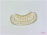 心果小扁豆藏品圖，第1張