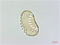 心果小扁豆藏品圖，第2張