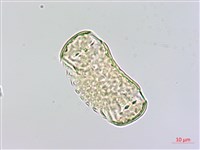 心果小扁豆藏品圖，第3張