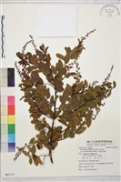 光枝勾兒茶藏品圖，第1張