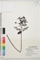 光枝勾兒茶藏品圖，第1張