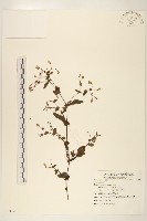 登錄號:S083126藏品圖，第1張