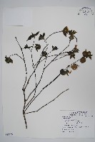 登錄號:S083143藏品圖，第1張