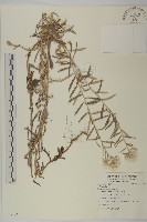 登錄號:S083145藏品圖，第1張