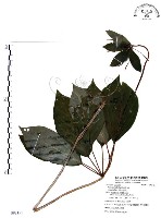 七葉一枝花藏品圖，第1張